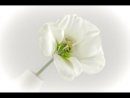 Ethereal by Peter Budd