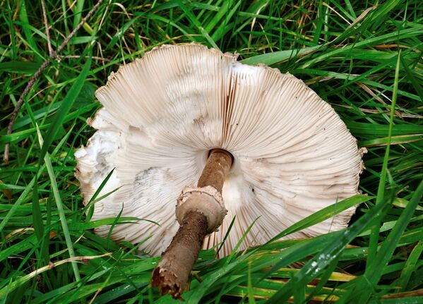 Fantastic Fungus Foray
