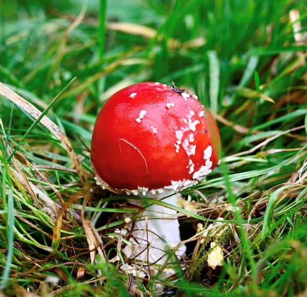 Fly agaric