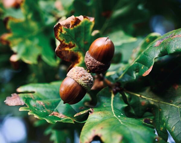 From acorns mighty oaks do grow