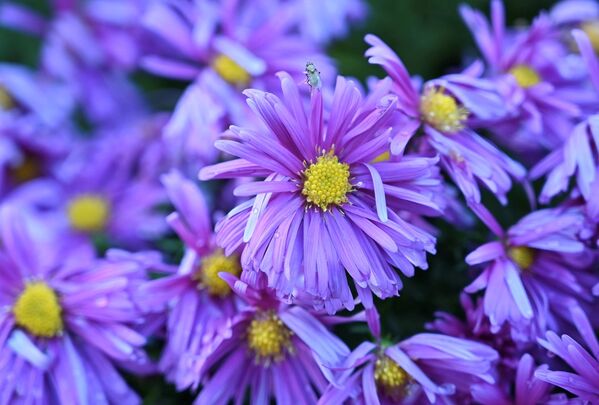 Michaelmas daisies and visitor