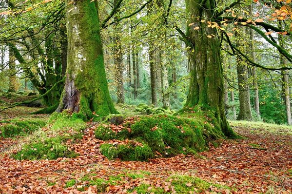 Moss covered floor at Fernworthy