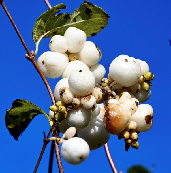 Snowberries