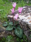 Wild Cyclamen