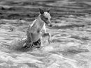 Whippet in the Surf by Mick Wells
