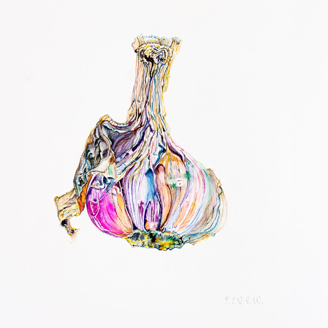 Still life garlic