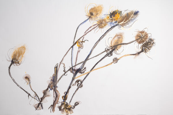 Still life teasels