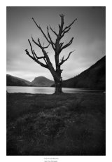 Lone Tree Buttermere