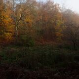 Golden Glow