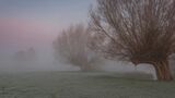 Hiding In The Mist