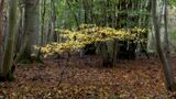 Look at Me pano