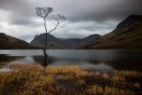 The Buttermere Tree
