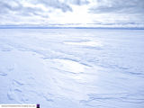 Halley 6