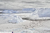 Halley 6