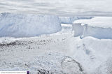 Halley 6