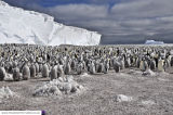 Halley 6