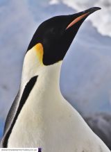 Halley 6