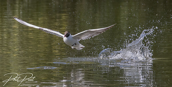 Black Headed Gull Take-Off