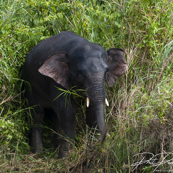 Borneo Pygmy Elephant