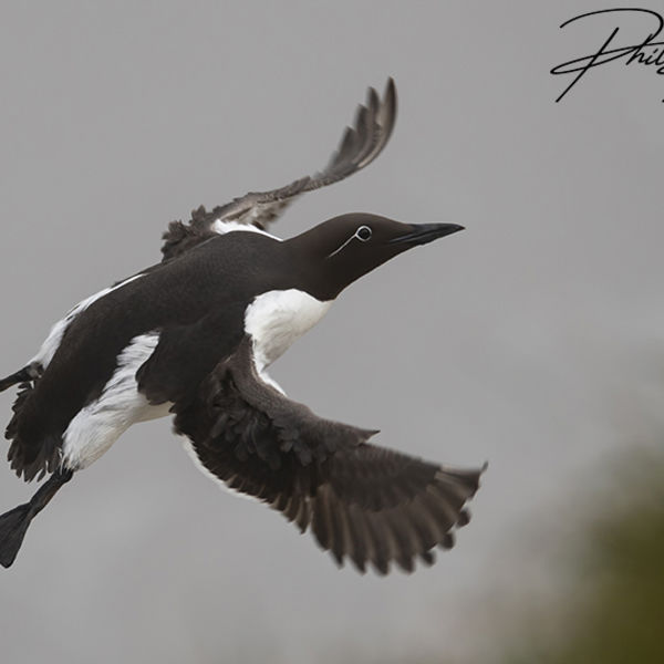 Bridled Guillemot