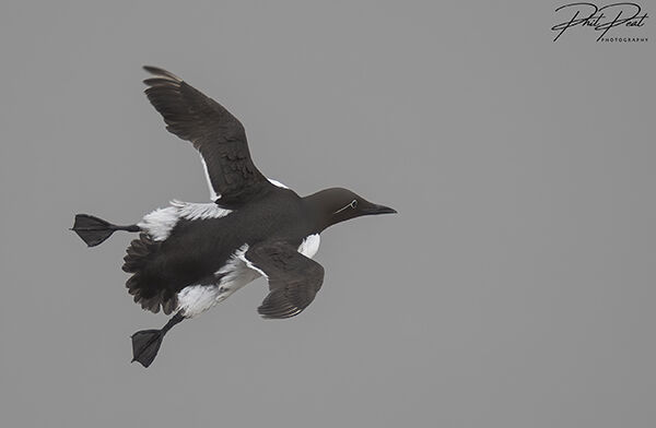 Bridled Guillemot In Flight