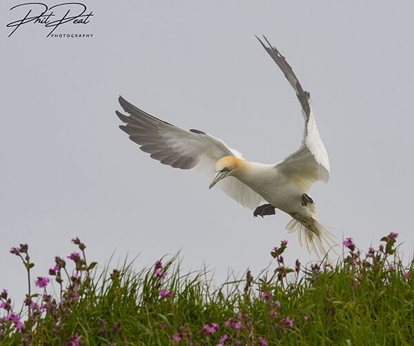 Coming In To Land