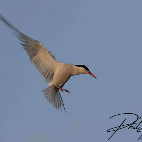 Common Tern