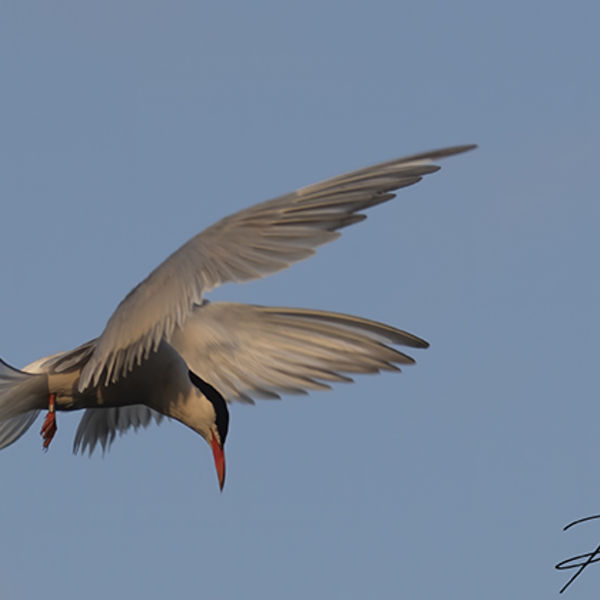 Common Tern Hovering