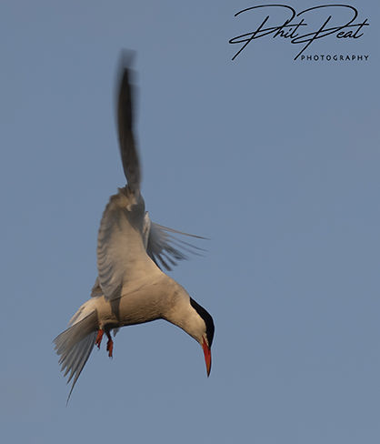 Common Tern Hunting