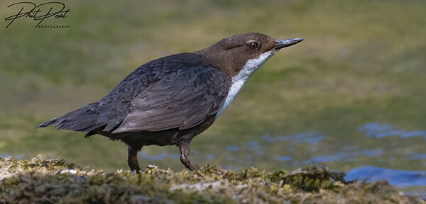 Dipper