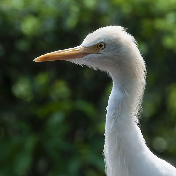 Egret