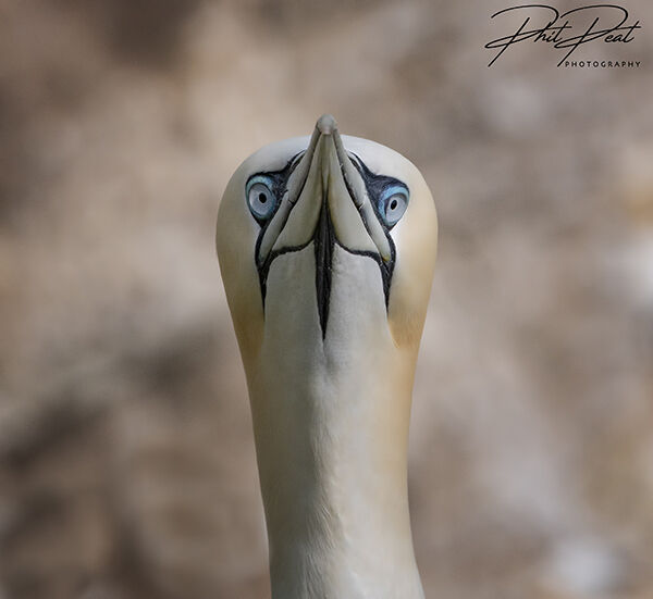 Eye, Eye