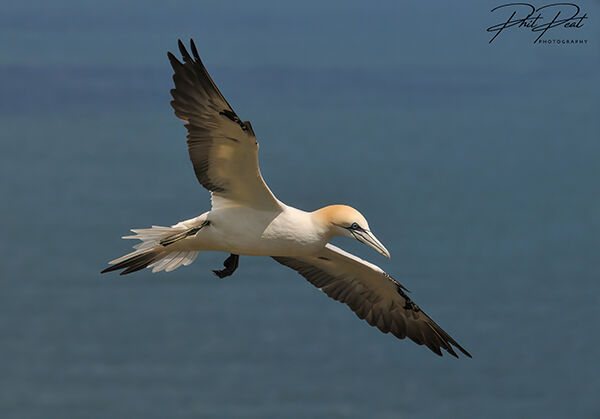 Free As A Bird