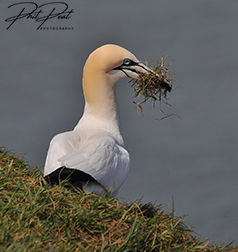 Gannet Gathering Grass
