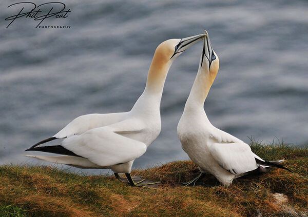 Gannet Greeting