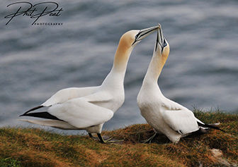 Gannet Greeting