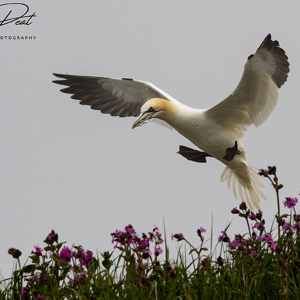 Gannet Landing