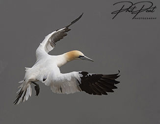 Gannet Preparing To Land