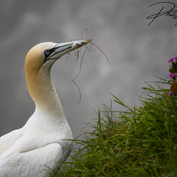 Gannet With Grass