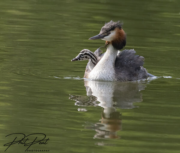Great Crested Grebe WIth Young