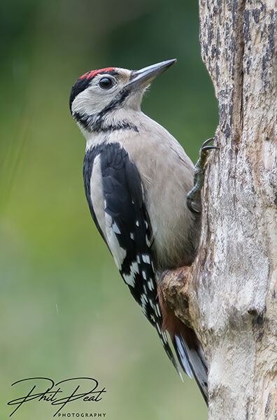Greater Spotted Woodpecker