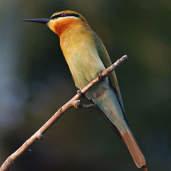 Green Bee Eater