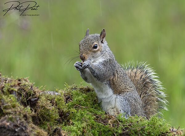 Grey Squirrel With Nuts