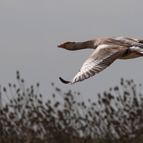 Greylag Goose