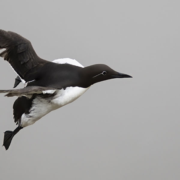 Guillemot In Flight