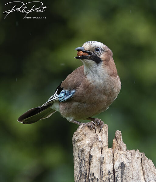 Jay On A Tree Stump
