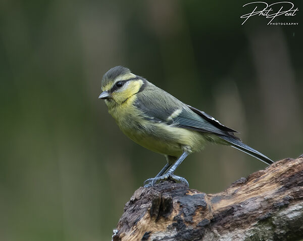 Juvenile Blue Tit