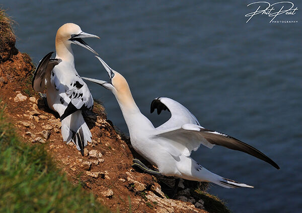 Juvenile Gannet Argument