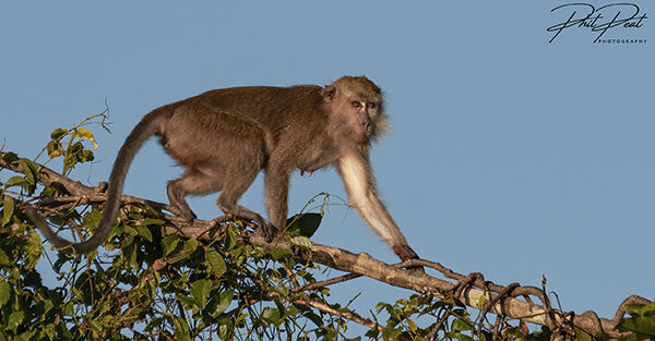 Long Tailed Macaque On A Branch