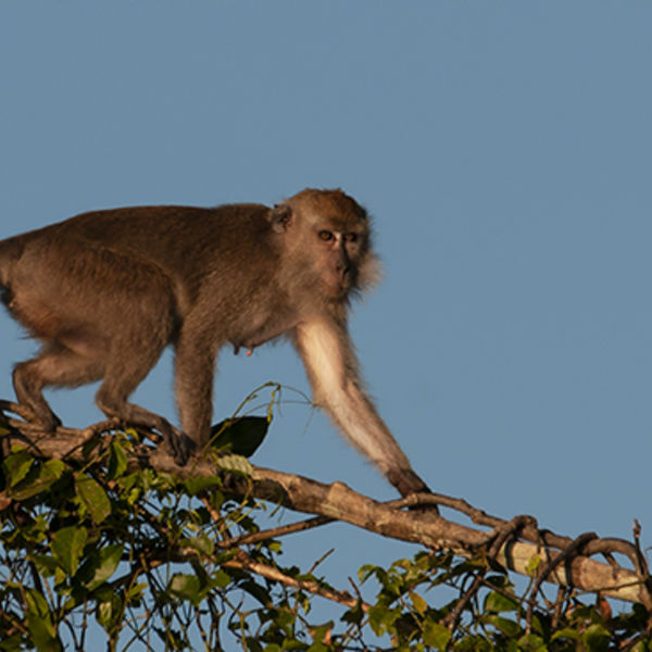 Long Tailed Macaque